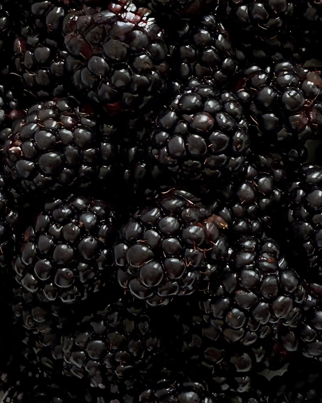 Blackberry water kefir recipe: a taste of British summer